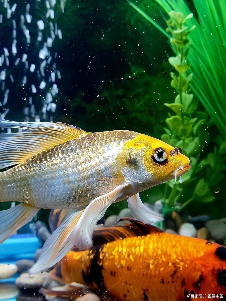 龍魚身上有白色絮狀物用什么藥最好呢圖片