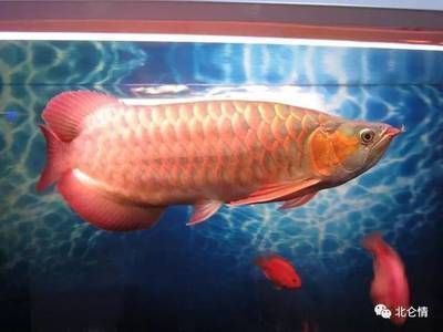 龍魚頭向下（龍魚頭向下是一種常見的飼養方法，龍魚頭向下的原因及處理方法）