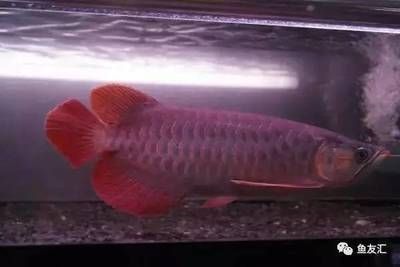 紅色龍魚的價格是多少錢一條（紅色龍魚價格多少錢一條）