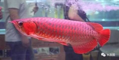 紅龍魚市場價多少錢一斤啊（紅龍魚市場價多少錢一斤啊圖片）