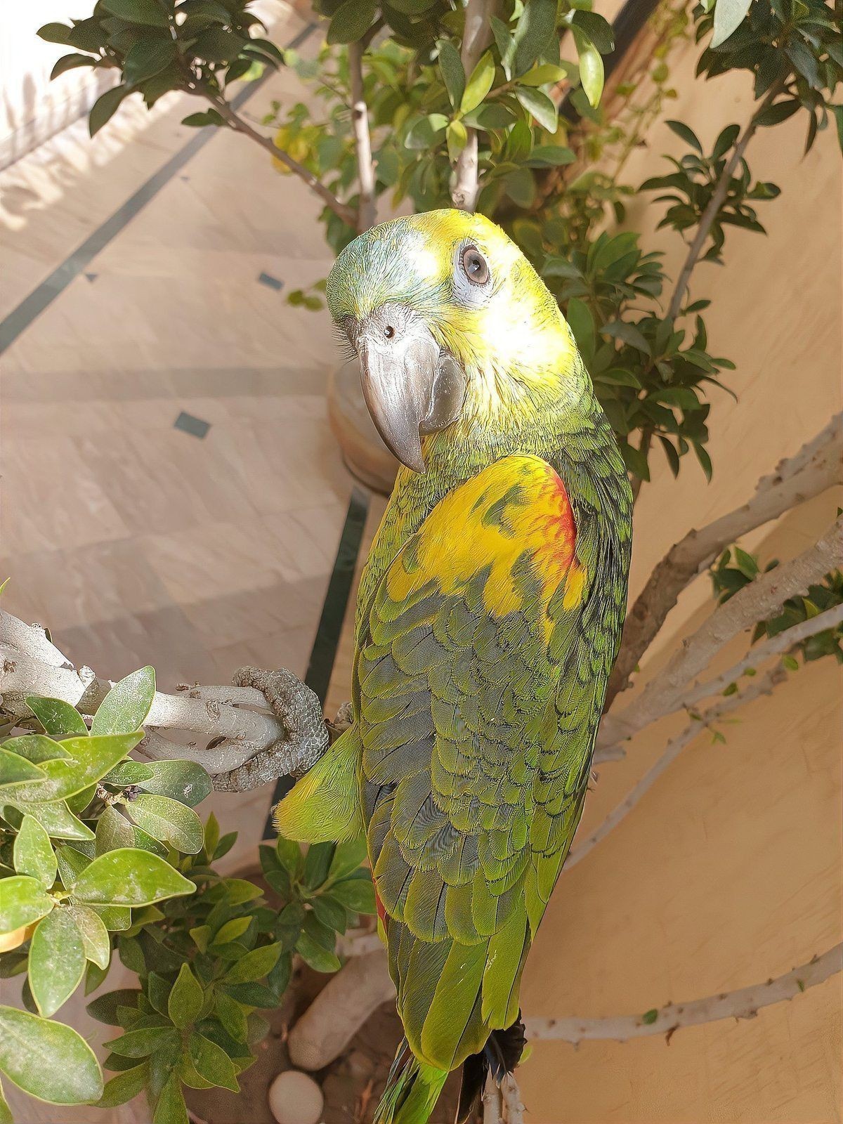 金絲牡丹鸚鵡可以養嗎