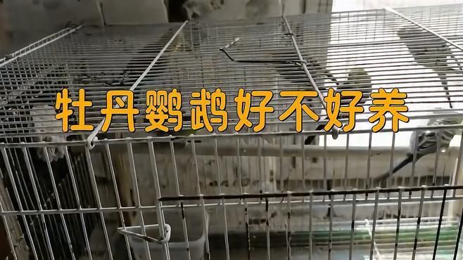 金絲牡丹鸚鵡可以養嗎