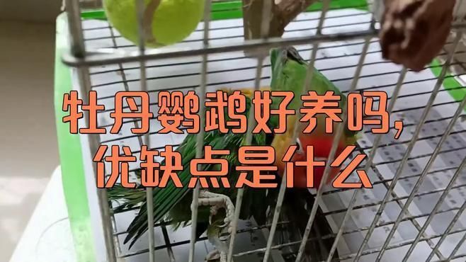 金絲牡丹鸚鵡可以養嗎