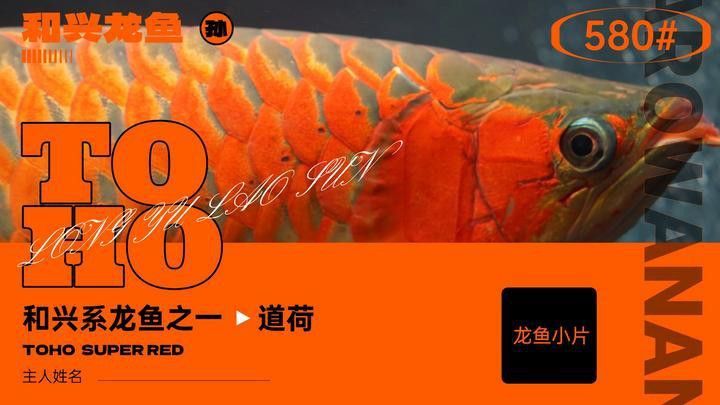 道荷紅龍的市場價格波動大嗎？