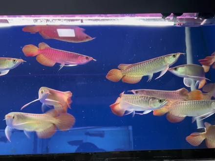 道荷紅龍的市場價格波動大嗎？