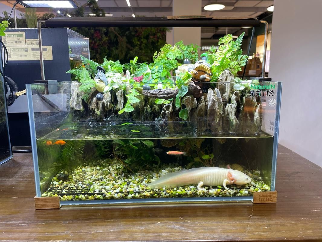 如何選擇適合24K過背金龍的魚缸？