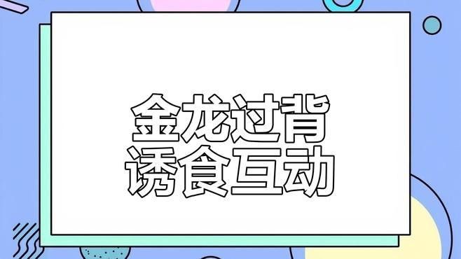 如何選擇適合24K過背金龍的魚缸？