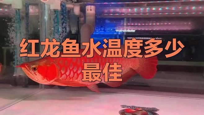紅龍魚適宜水溫
