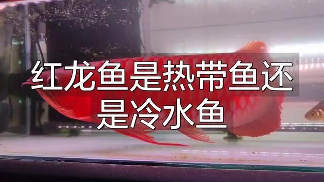 紅龍魚適宜水溫