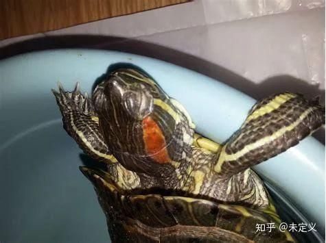 龍魚白眼病用什么藥：龍魚白眼病怎么治療