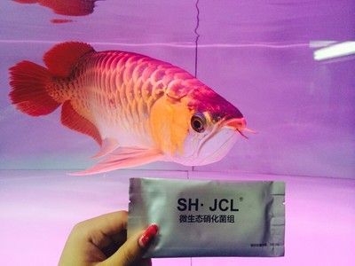 龍魚眼上有白膜怎么辦：如何處理龍魚眼上的白膜