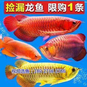 紅龍魚批發市場地址電話（深圳龍魚電話_紅龍魚批發市場價格咨詢）