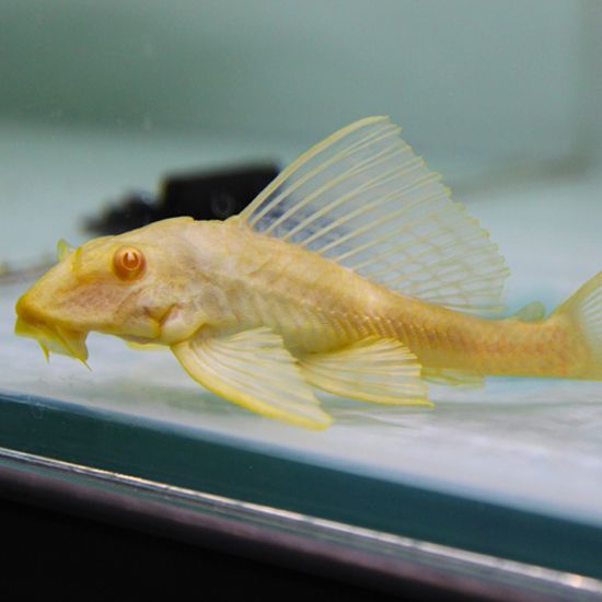 金龍魚和清道夫能一起養(yǎng)嗎：金龍魚和清道夫不宜一起養(yǎng)嗎