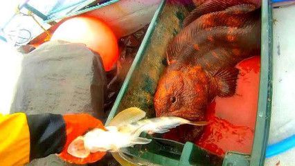 養(yǎng)的龍魚能不能吃蝦肉