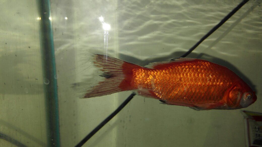 小紅龍魚(yú)鰭長(zhǎng)得大：如何選購(gòu)和鑒賞紅龍魚(yú)