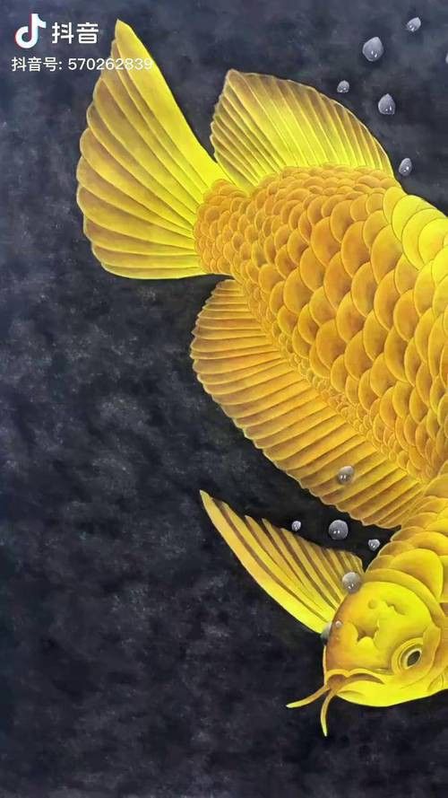 工筆畫金龍魚圖片大全欣賞