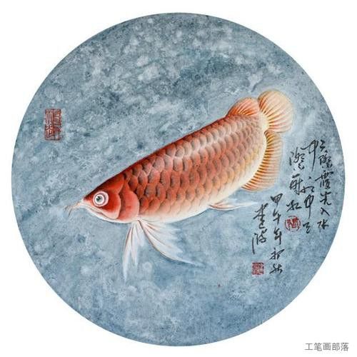工筆畫金龍魚圖片大全欣賞