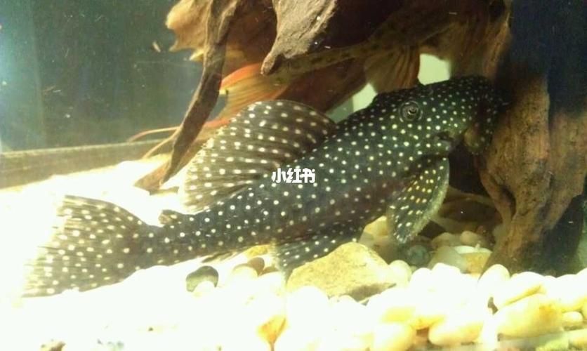 龍鉆L029品種圖片