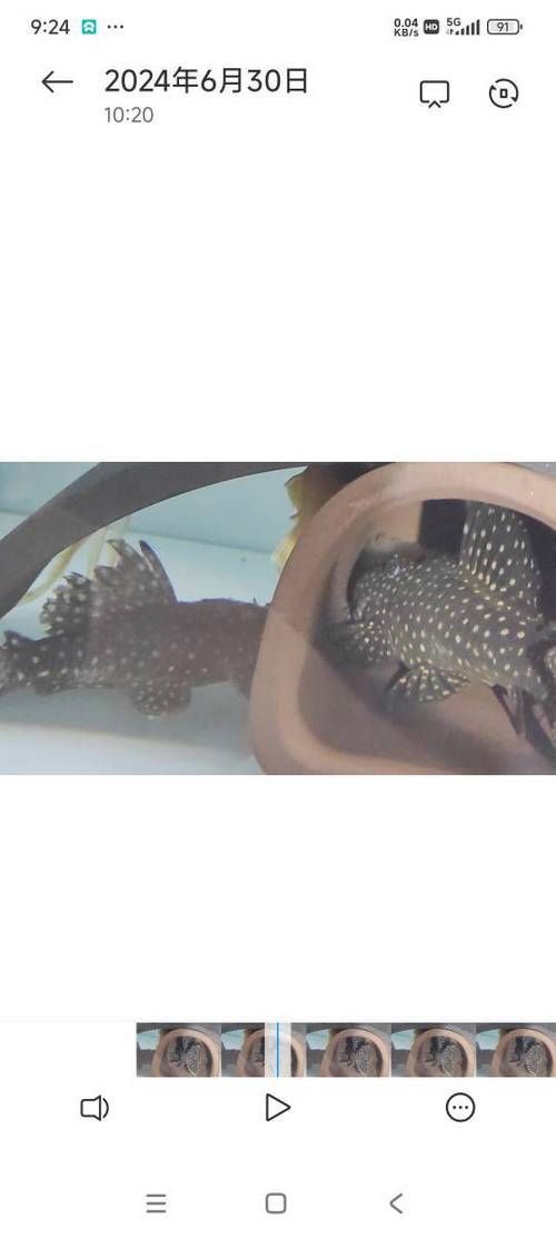 龍鉆L029品種圖片