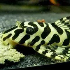 龍鉆L029品種圖片