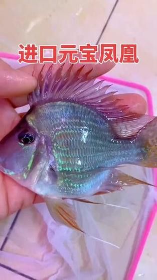 紅龍魚和元寶鳳凰混養好不好看圖片