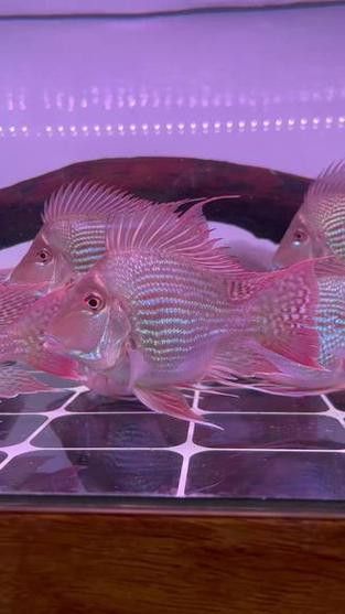 紅龍魚和元寶鳳凰混養好不好看圖片