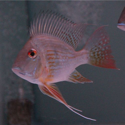 紅龍魚和元寶鳳凰混養好不好看圖片