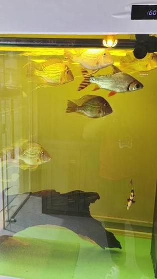 紅龍魚和元寶鳳凰混養好不好看圖片