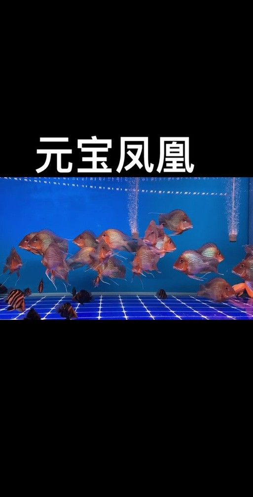 紅龍魚和元寶鳳凰混養好不好看圖片