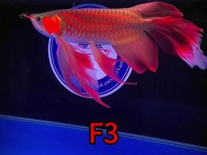 紅龍魚和元寶鳳凰混養好不好看圖片