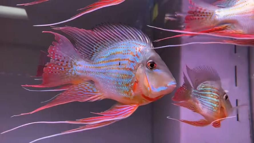 紅龍魚和元寶鳳凰混養好不好看圖片