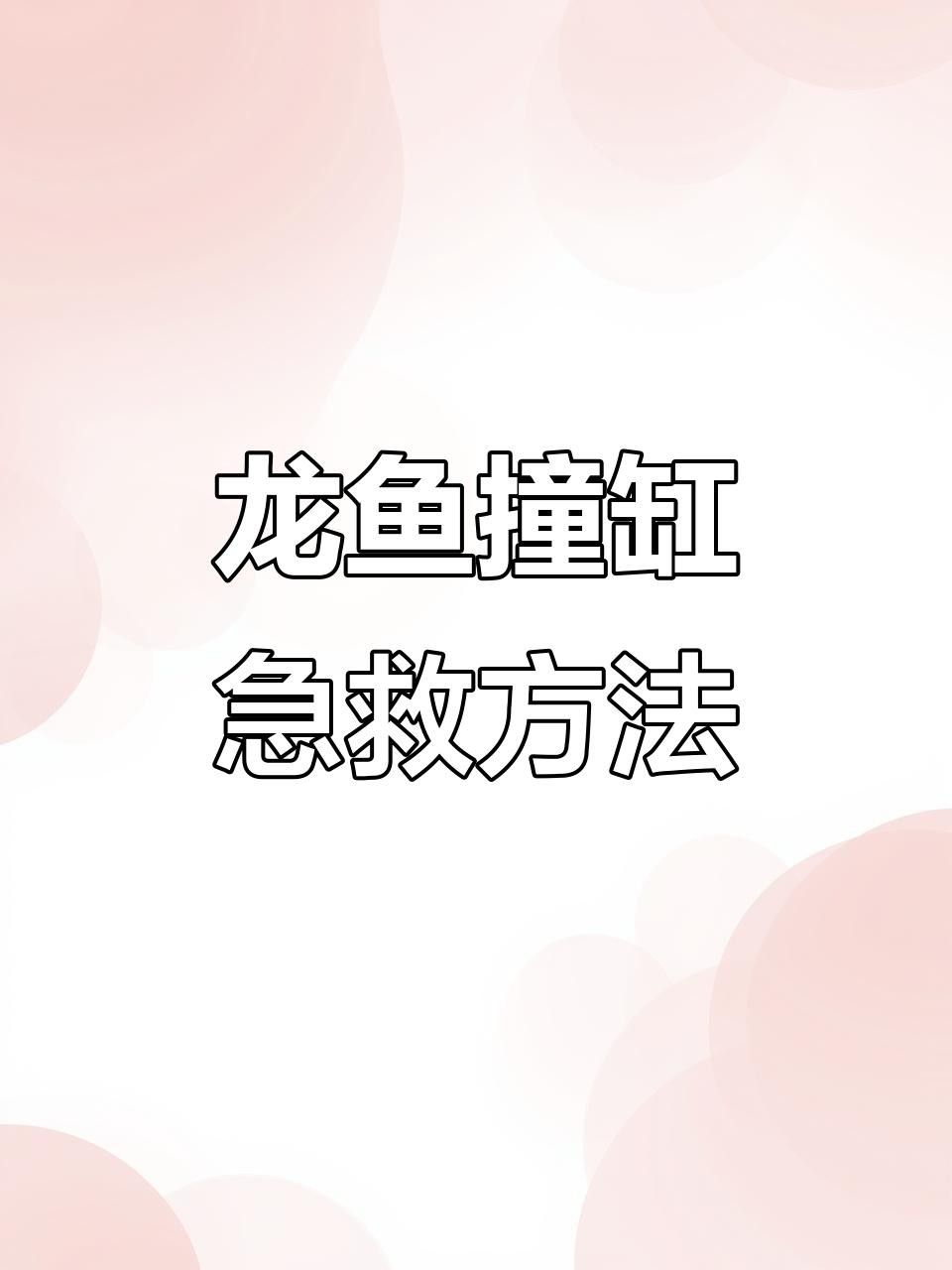 龍魚打架后如何處理傷口