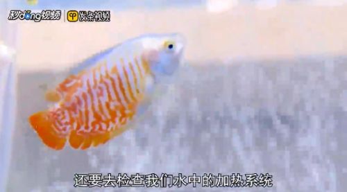龍魚缸溫度太低導致魚翻肚子了（龍魚水溫過低而出現翻肚子的情況時，首先需要做的是迅速提高水溫）