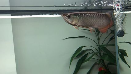 小金龍魚不吃食怎么回事：金龍魚不吃食可能是由于水質問題引起的