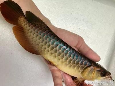 金龍魚的外形怎么描寫：金龍魚的外形特征