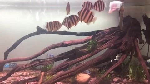 虎魚和龍魚混養溫度多少合適（虎魚和龍魚怎么混養？）