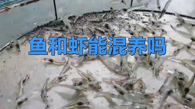 混養(yǎng)時需要注意哪些水質參數(shù)