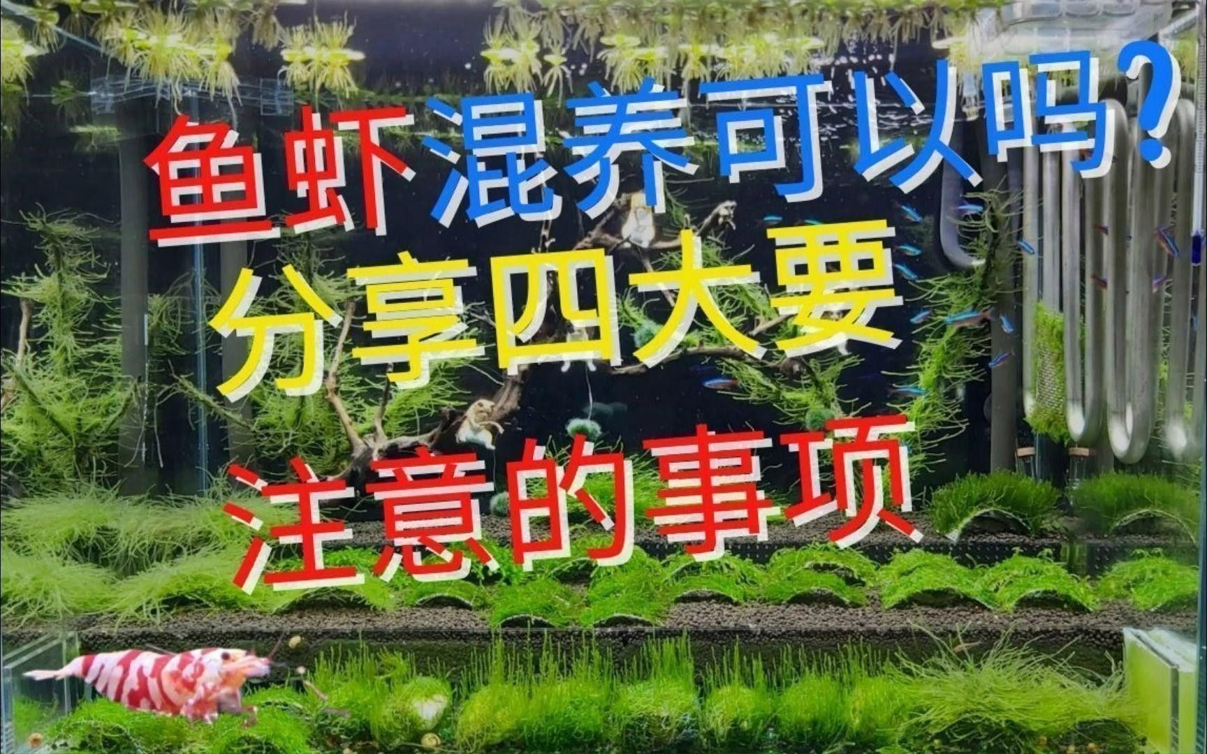 混養(yǎng)時需要注意哪些水質參數(shù)