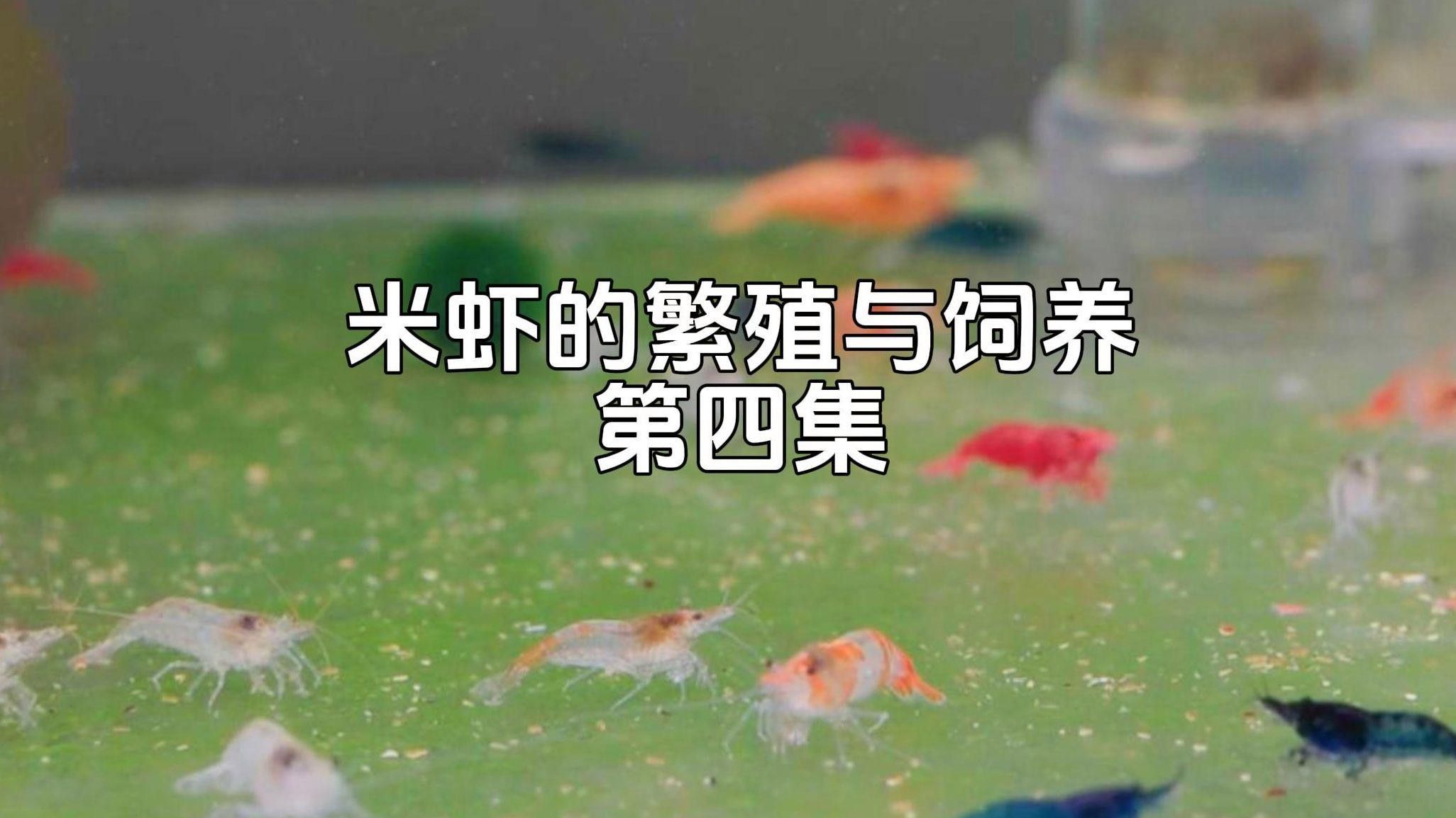 混養(yǎng)時需要注意哪些水質參數(shù)