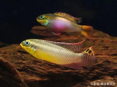 翡翠鳳凰魚市場供需分析，翡翠鳳凰魚市場價格波動原因翡翠鳳凰魚市場價格波動原因