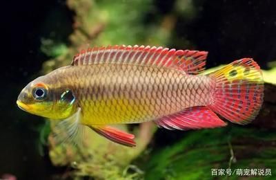 翡翠鳳凰魚市場供需分析，翡翠鳳凰魚市場價格波動原因翡翠鳳凰魚市場價格波動原因