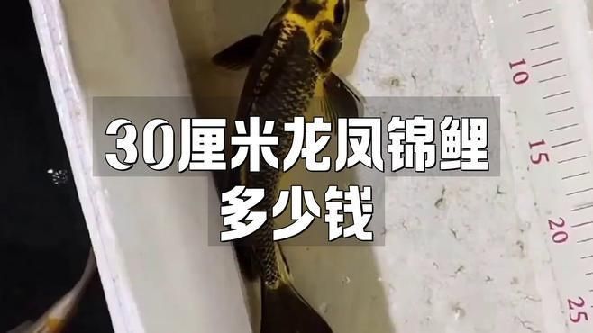 龍鳳錦鯉多少錢一只