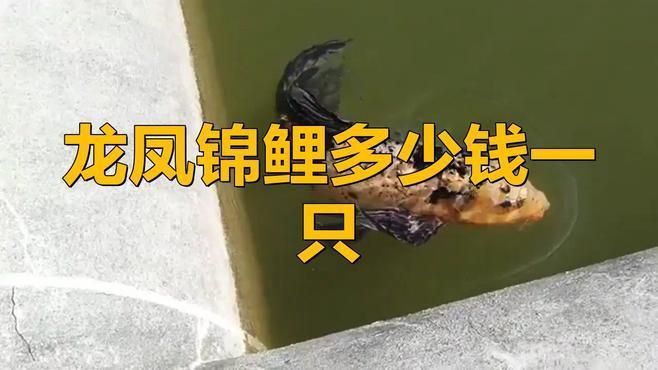 龍鳳錦鯉多少錢一只