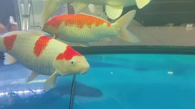 龍鳳錦鯉多少錢一只