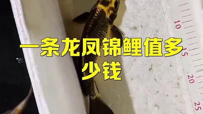 龍鳳錦鯉多少錢一只