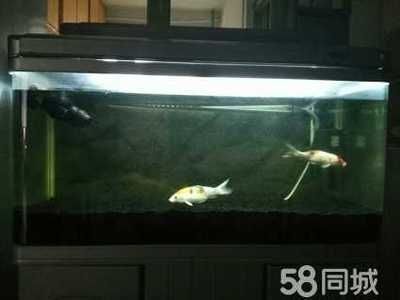 彩蝶魚缸e款是純還是仿，彩蝶魚缸e款是仿制品，彩蝶魚缸e款設計特點