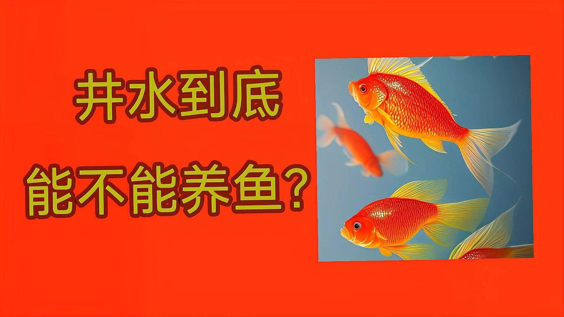 井水養紅龍魚好嗎視頻