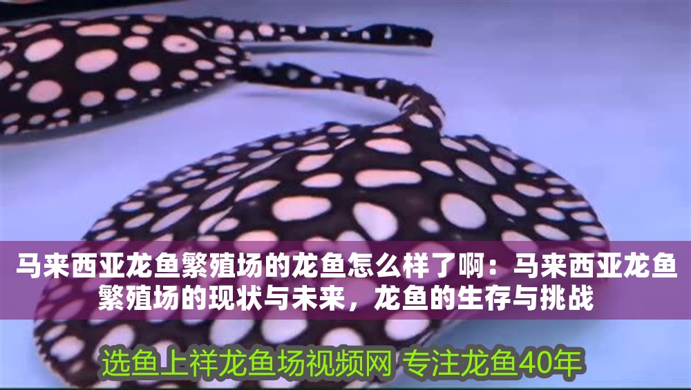 馬來西亞龍魚繁殖場的龍魚怎么樣了啊：馬來西亞龍魚繁殖場的現狀與未來，龍魚的生存與挑戰