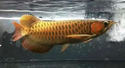 龍魚總是張嘴甩頭是怎么回事：龍魚總是張嘴甩頭可能由多種原因引起龍魚異常行為