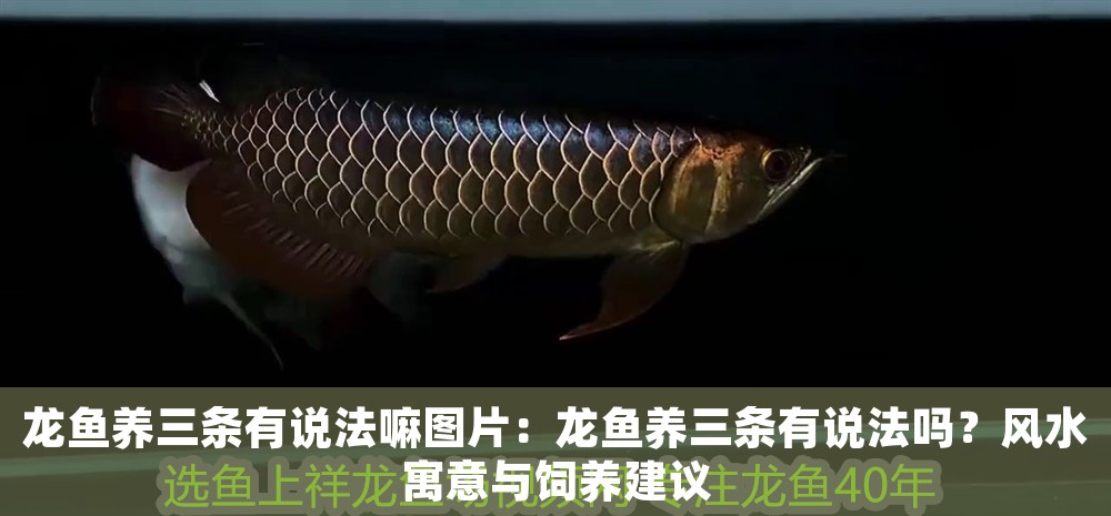龍魚養(yǎng)三條有說法嘛圖片：龍魚養(yǎng)三條有說法嗎？風(fēng)水寓意與飼養(yǎng)建議